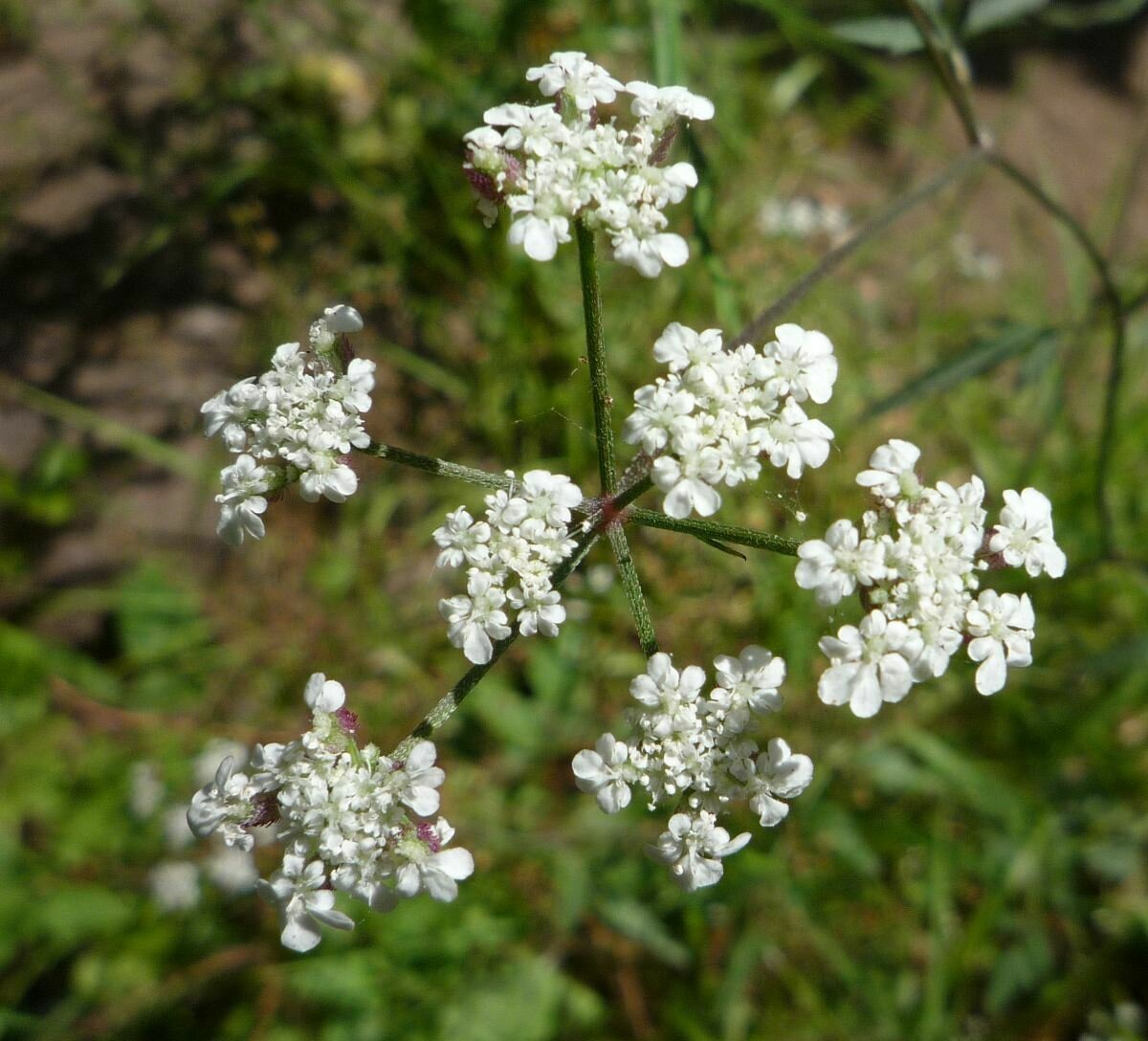 High Resolution Torilis sp. Flower